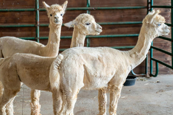 Alpacas Could be the Secret Weapon Against COVID-19